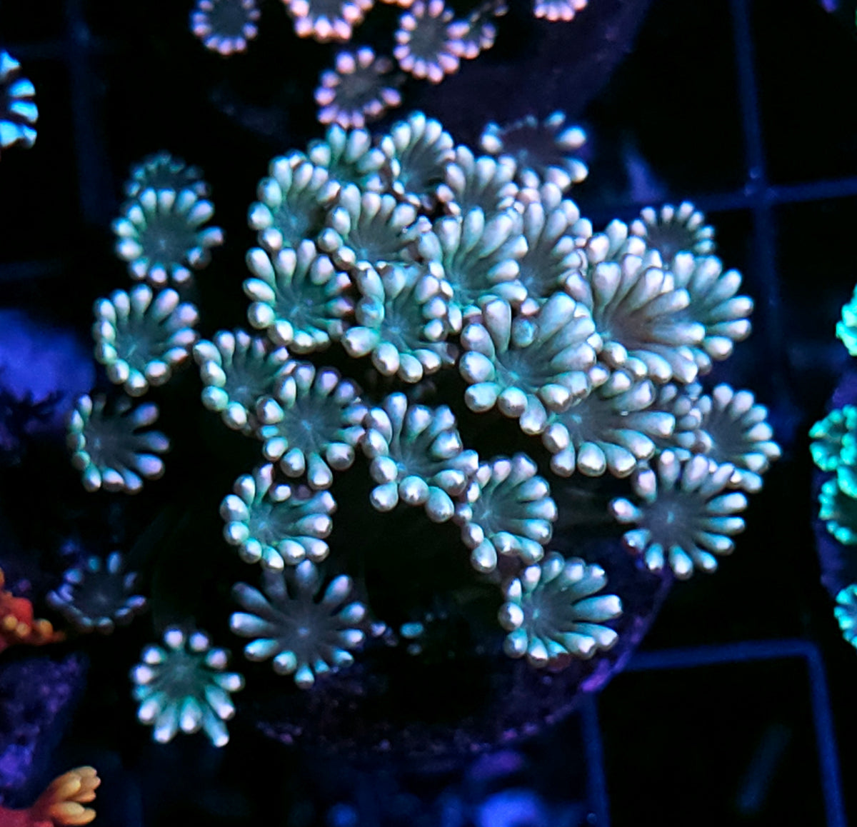 Mermaids Loot Alveopora