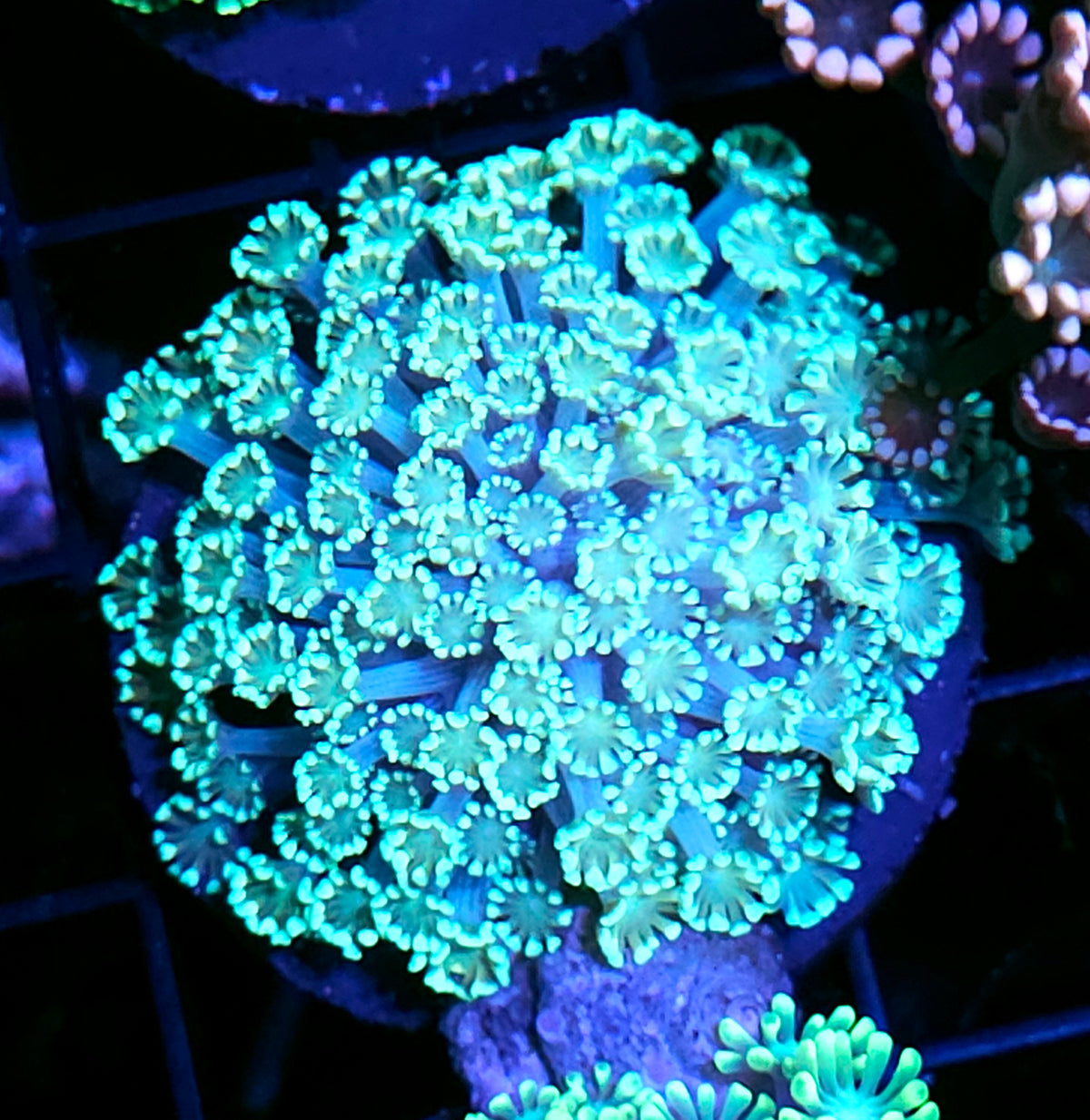Wintermint Alveopora