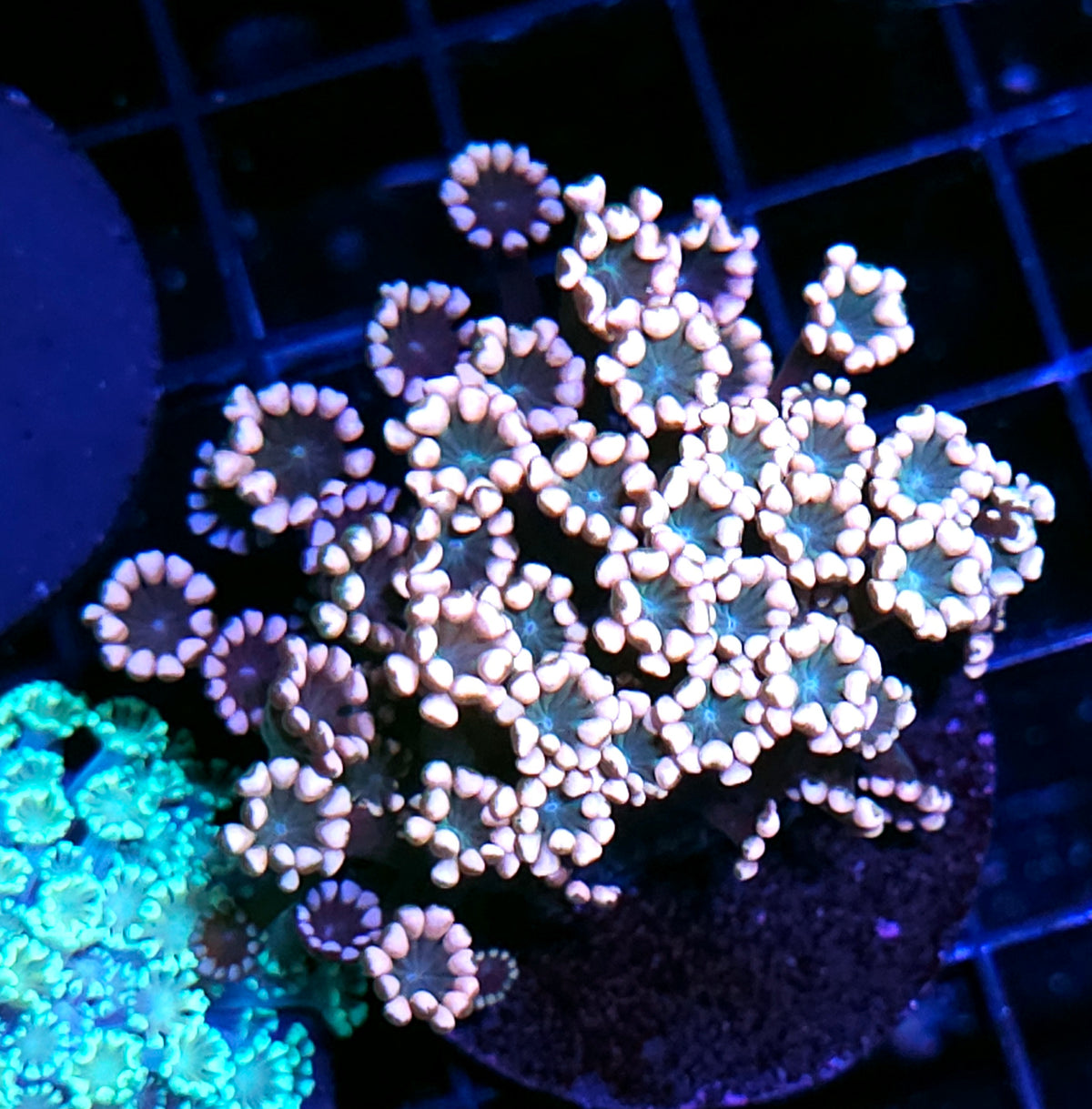 Mermaids Tail Alveopora