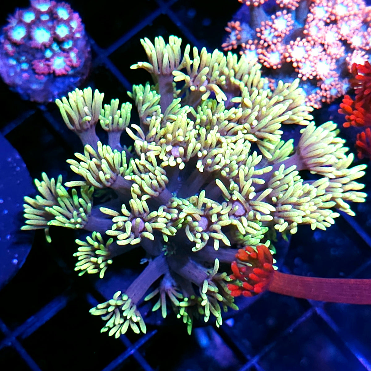 Fairy Kiss Goniopora