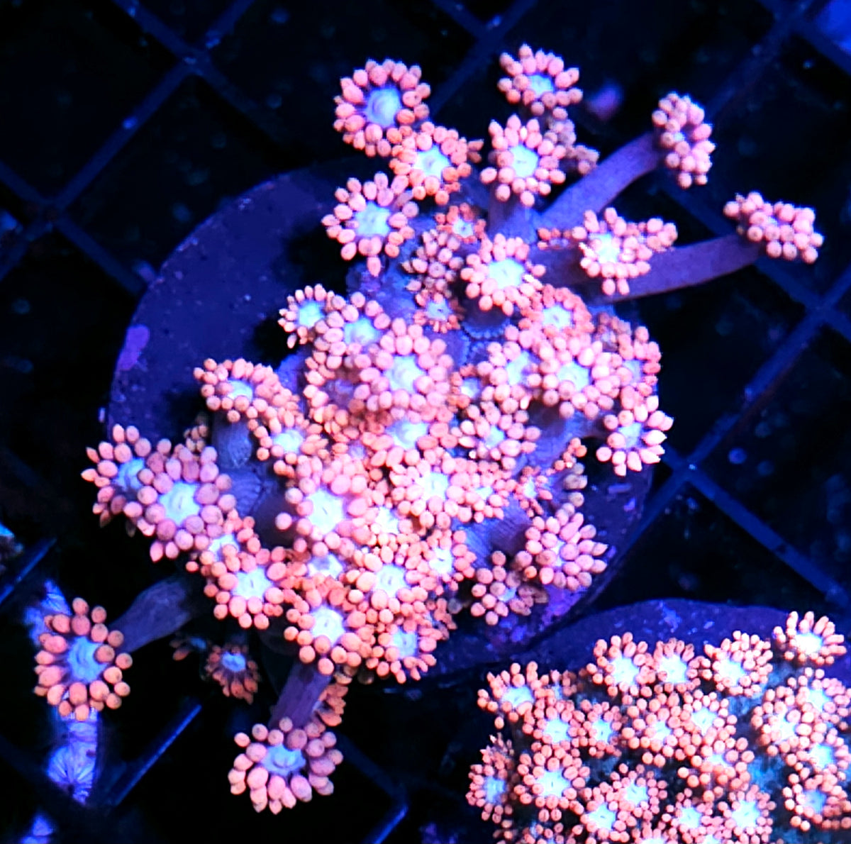 HF Barbie Girl Goniopora