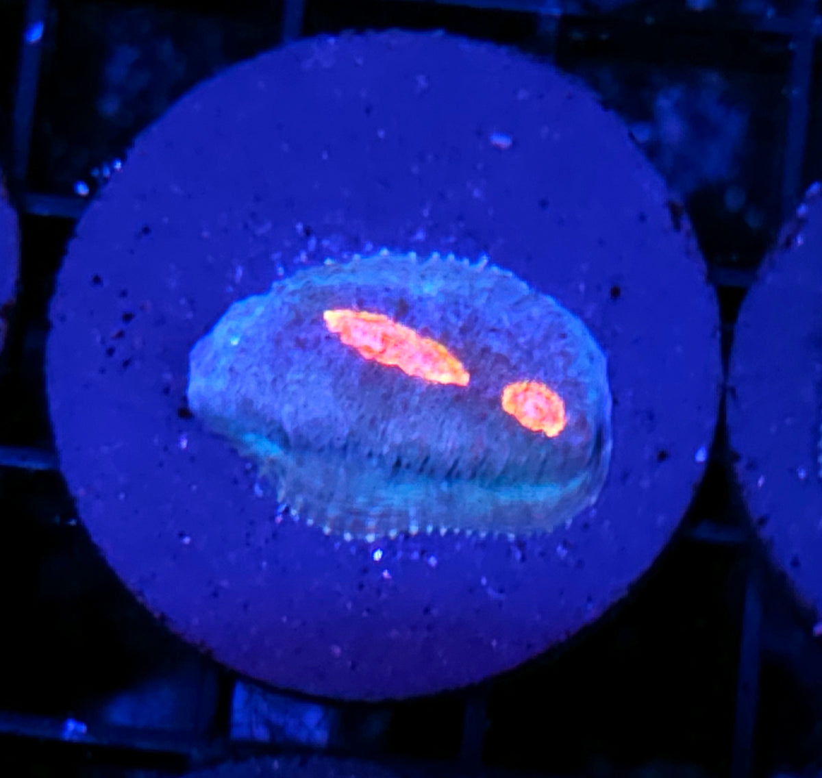 Miami Vice Chalice