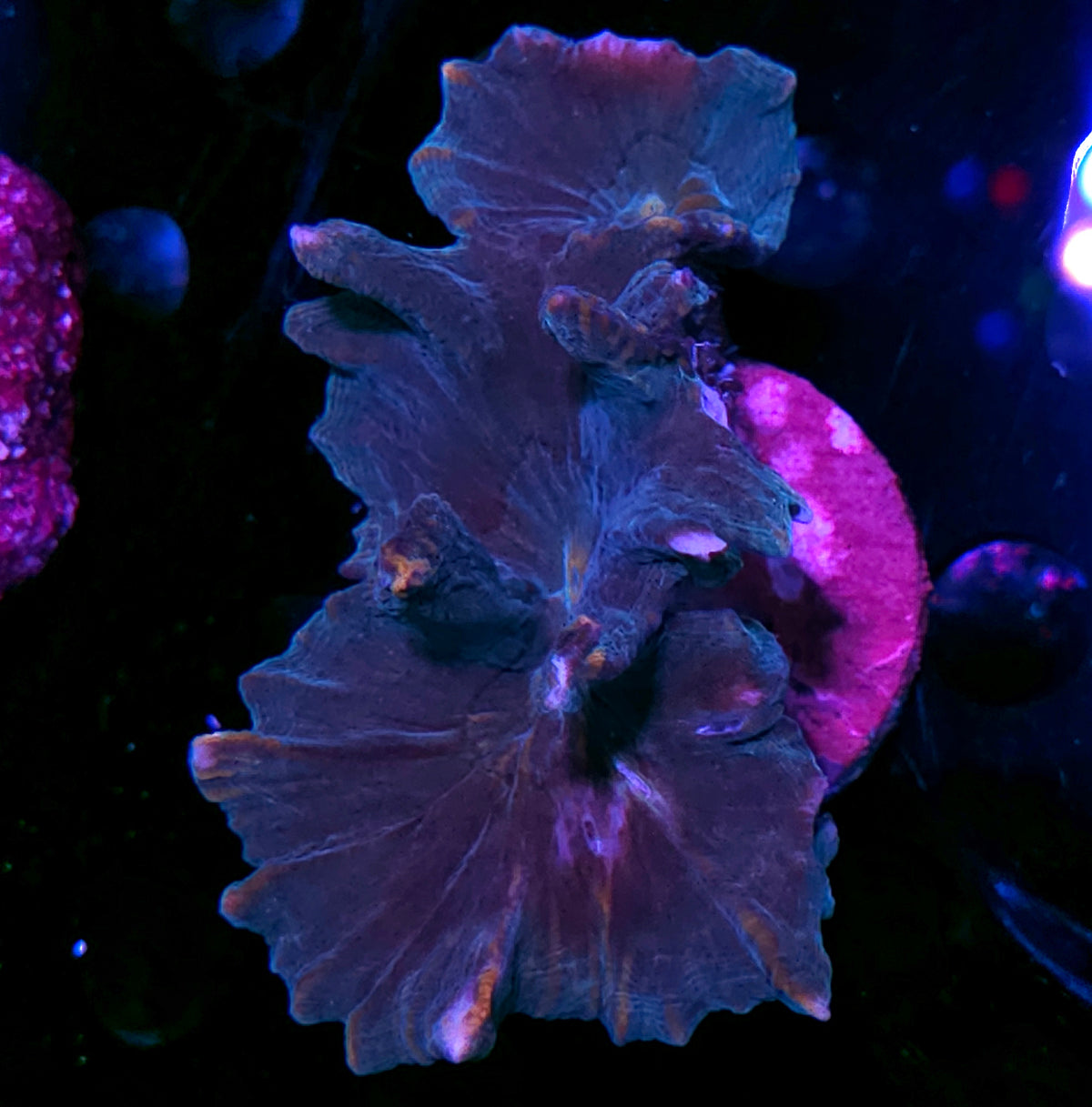 Hunter Green Pectinia Colony