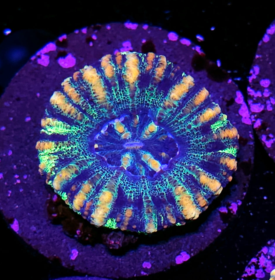 Pandemonium Mini Scolymia