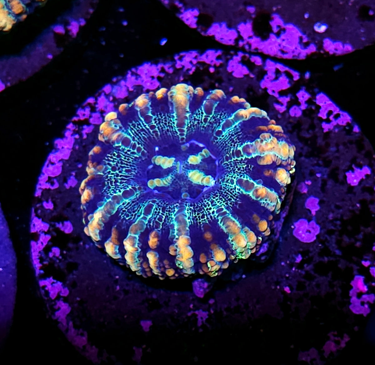Spaceship Mini Scolymia