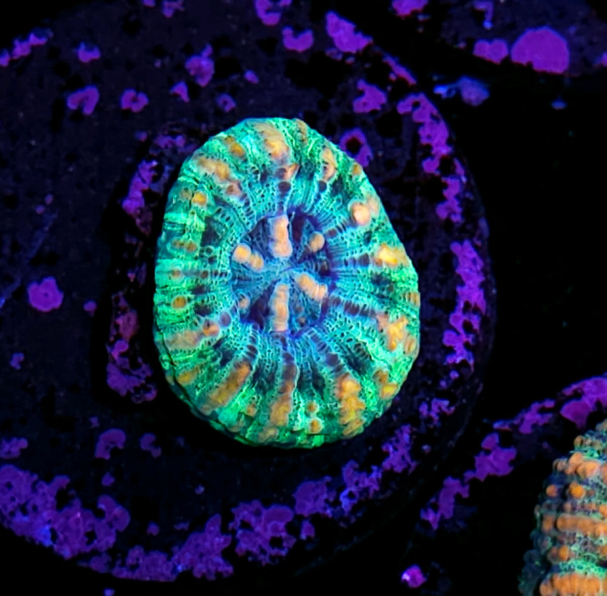 Viper Mini Scolymia