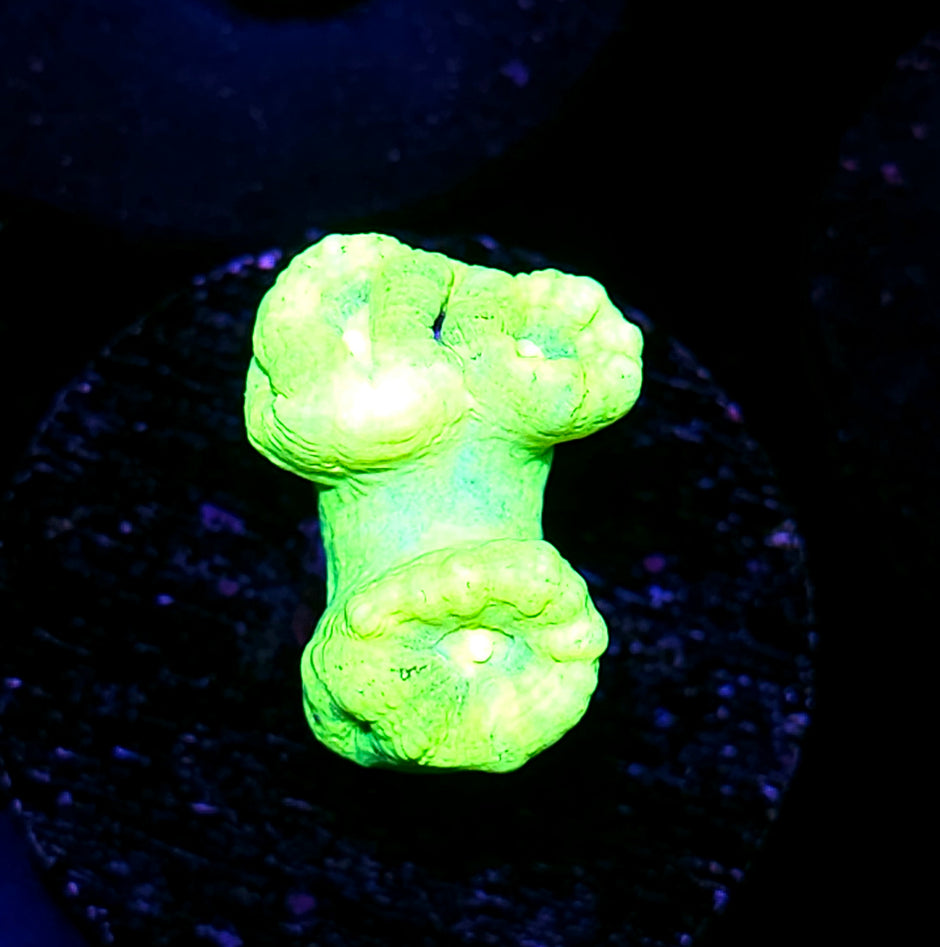Kryptonite Candy Cane