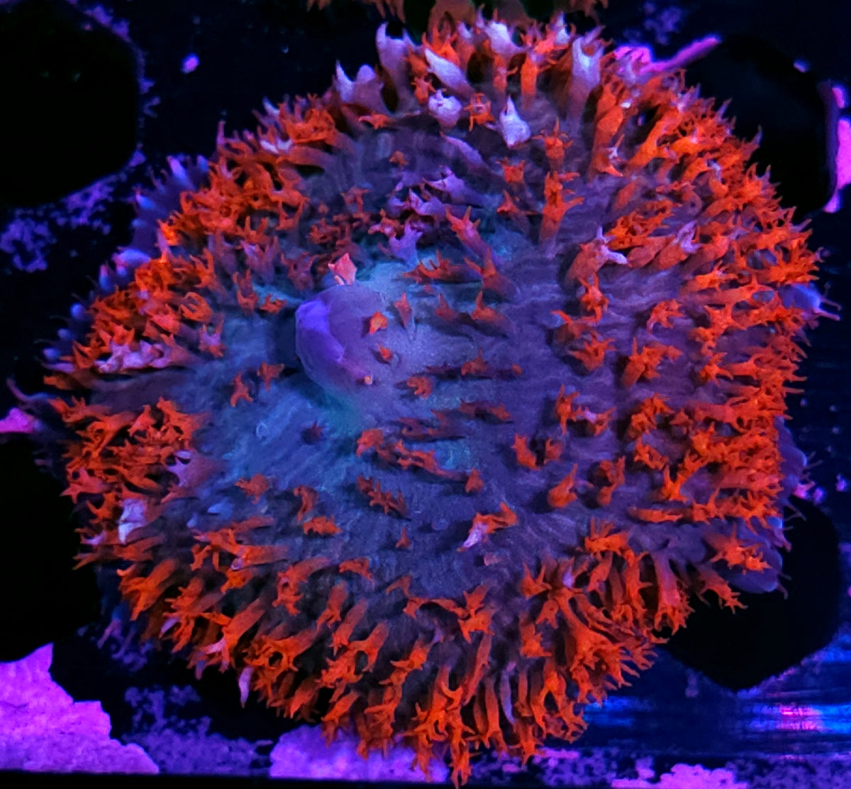 4" Blood Winds St Thomas Mushroom