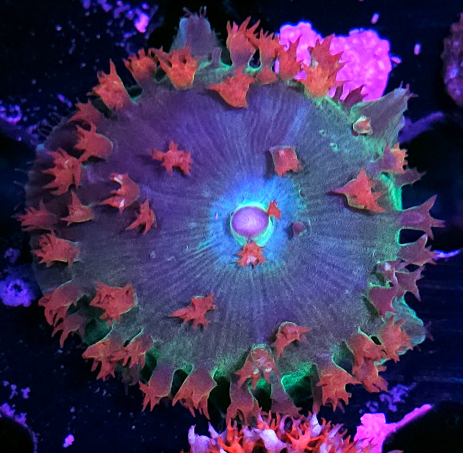 Big Bang St Thomas Mushroom