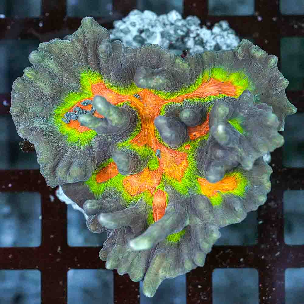Rainbow Pectinia