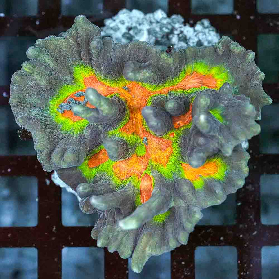 Rainbow Pectinia