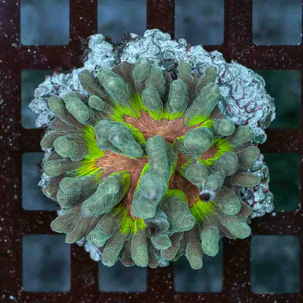 Rainbow Pectinia