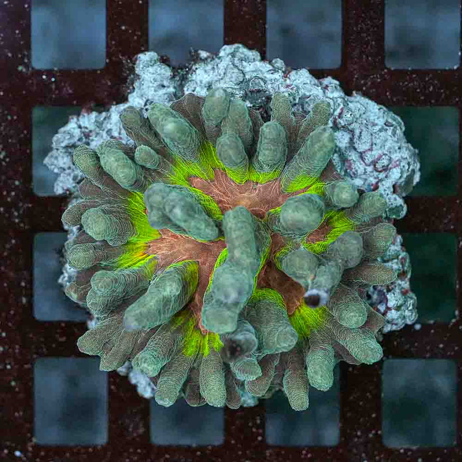 Rainbow Pectinia