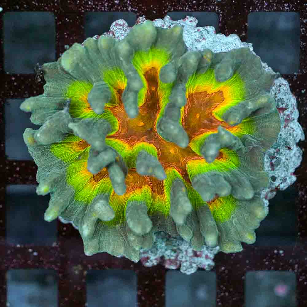Rainbow Pectinia