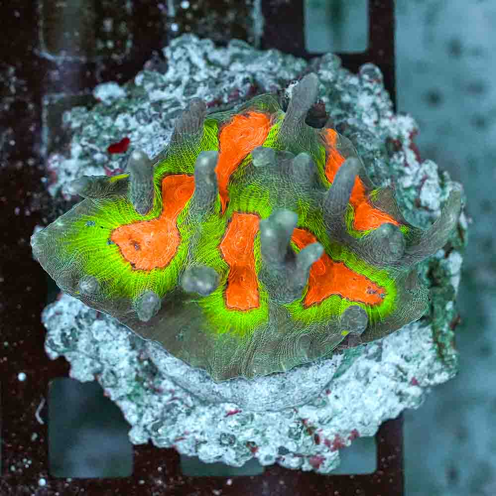 Rainbow Pectinia