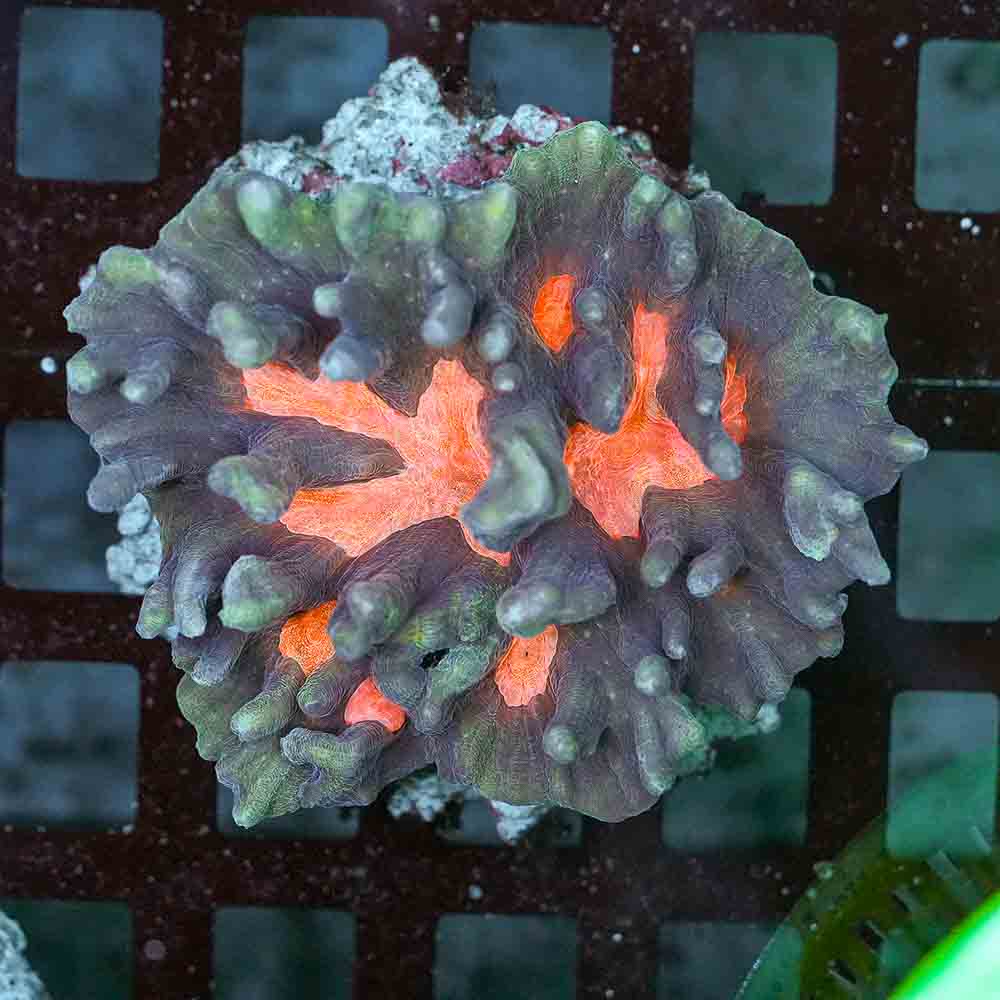 Bubblegum Pectinia