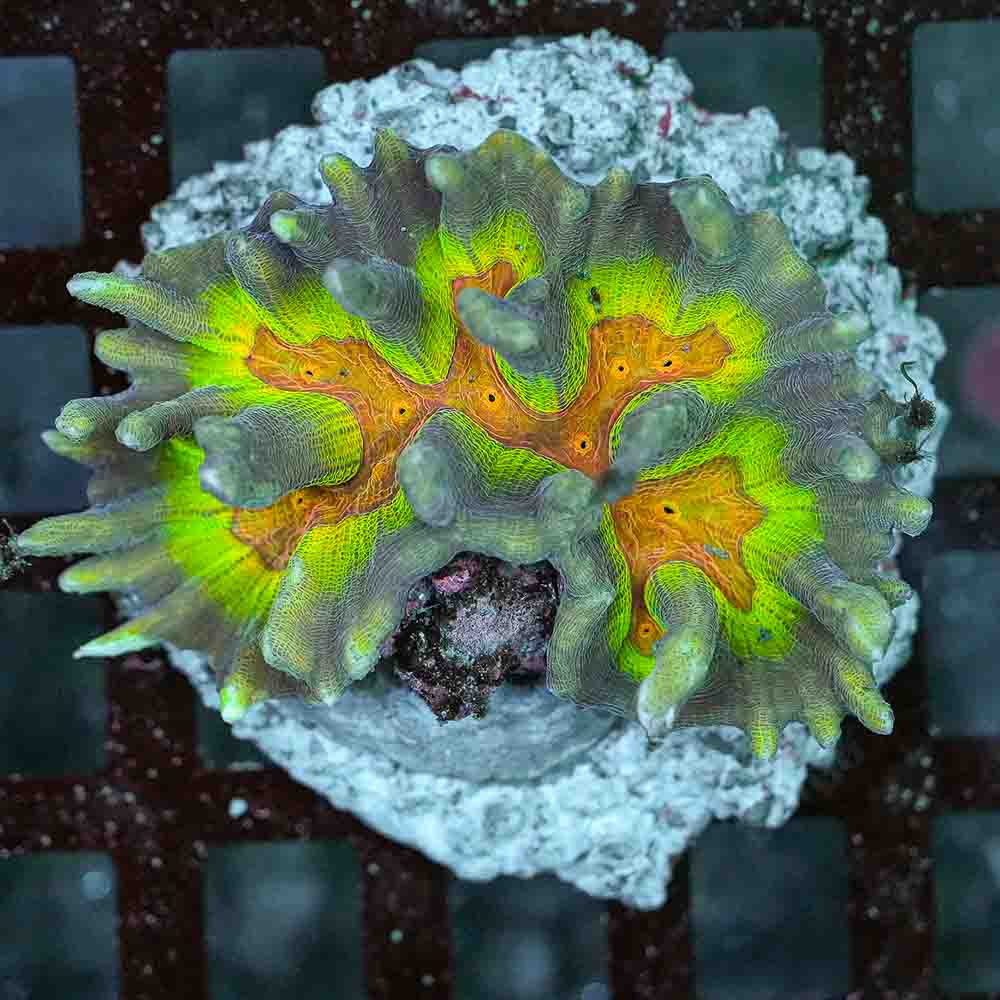 Rainbow Pectinia