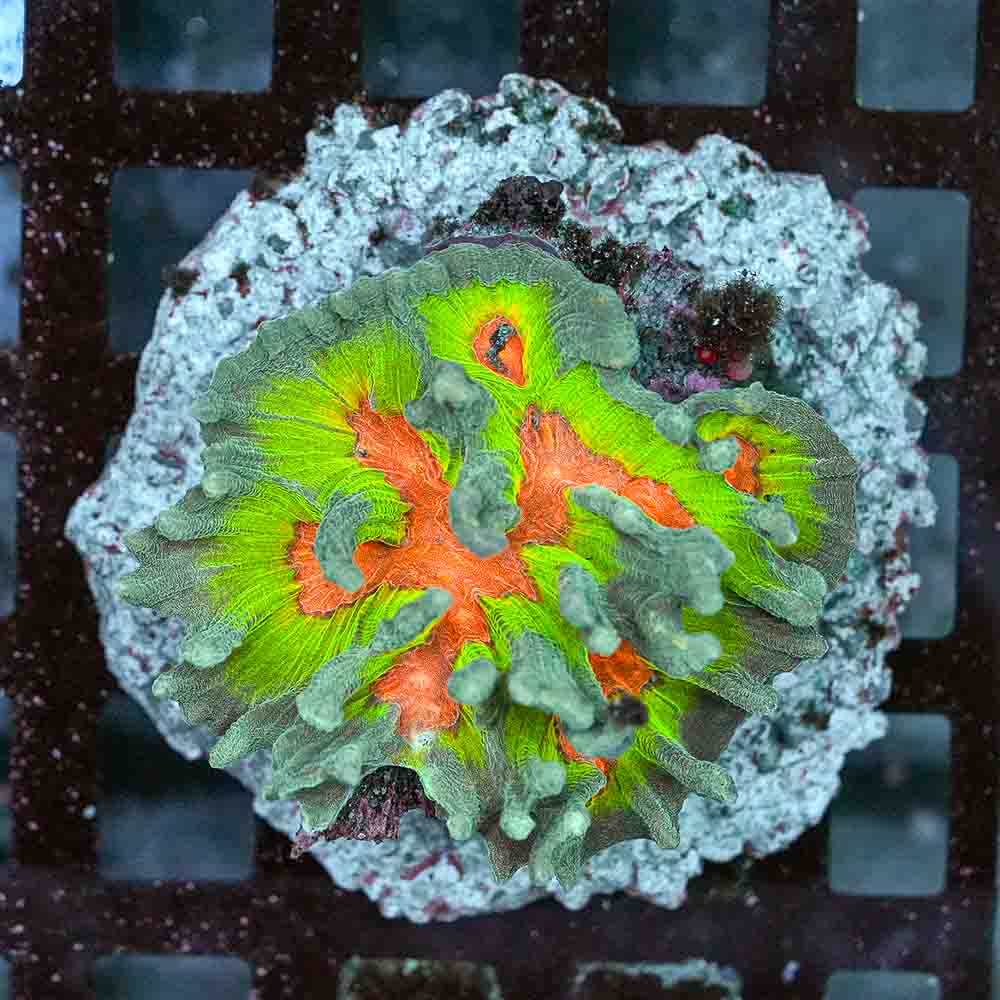 Rainbow Pectinia