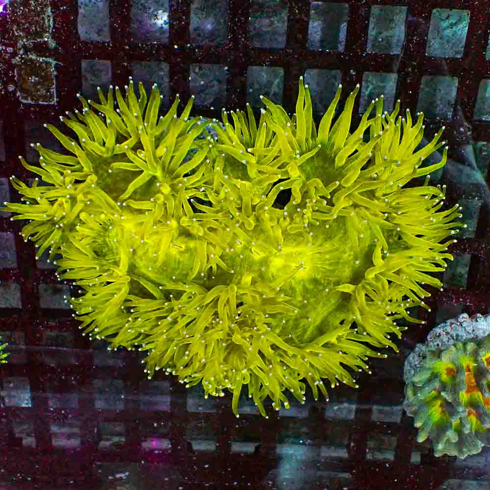 Elegance Coral (M)