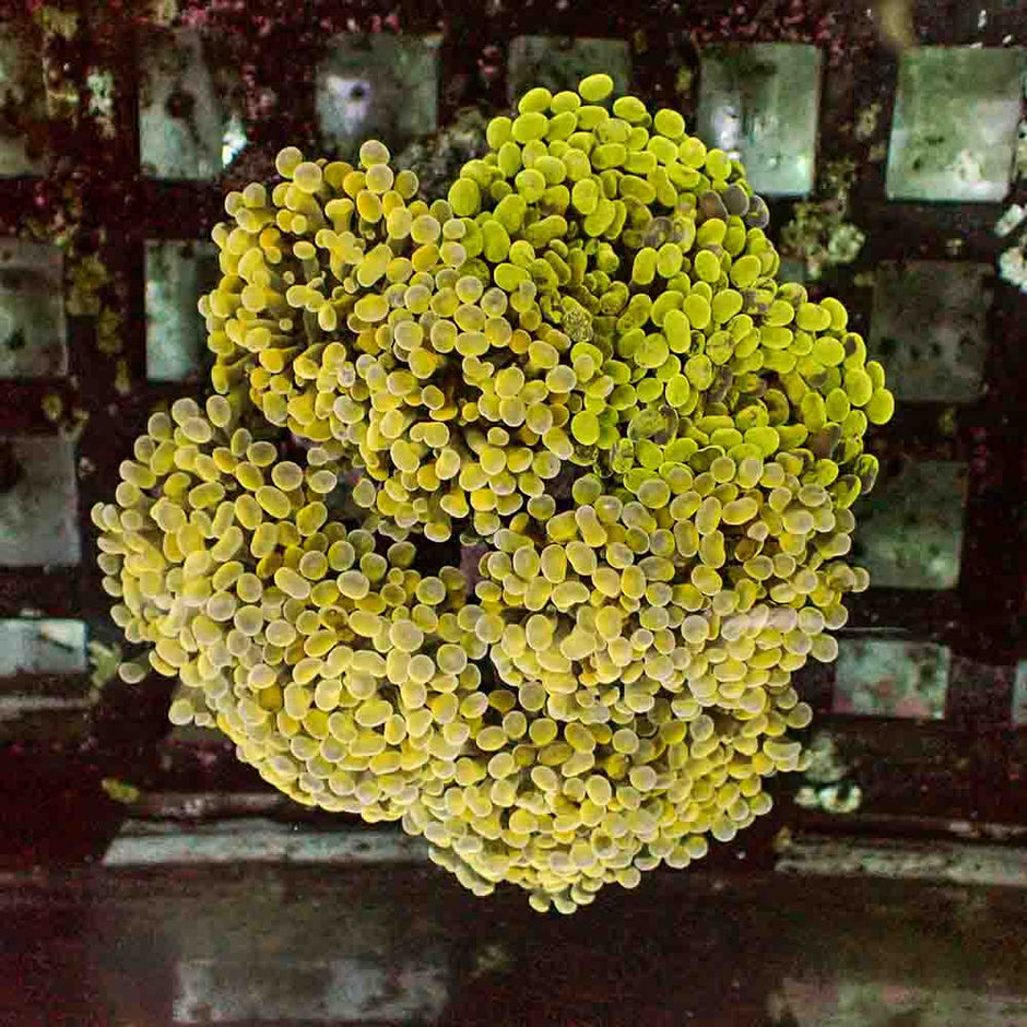 Branch Hammer (L)