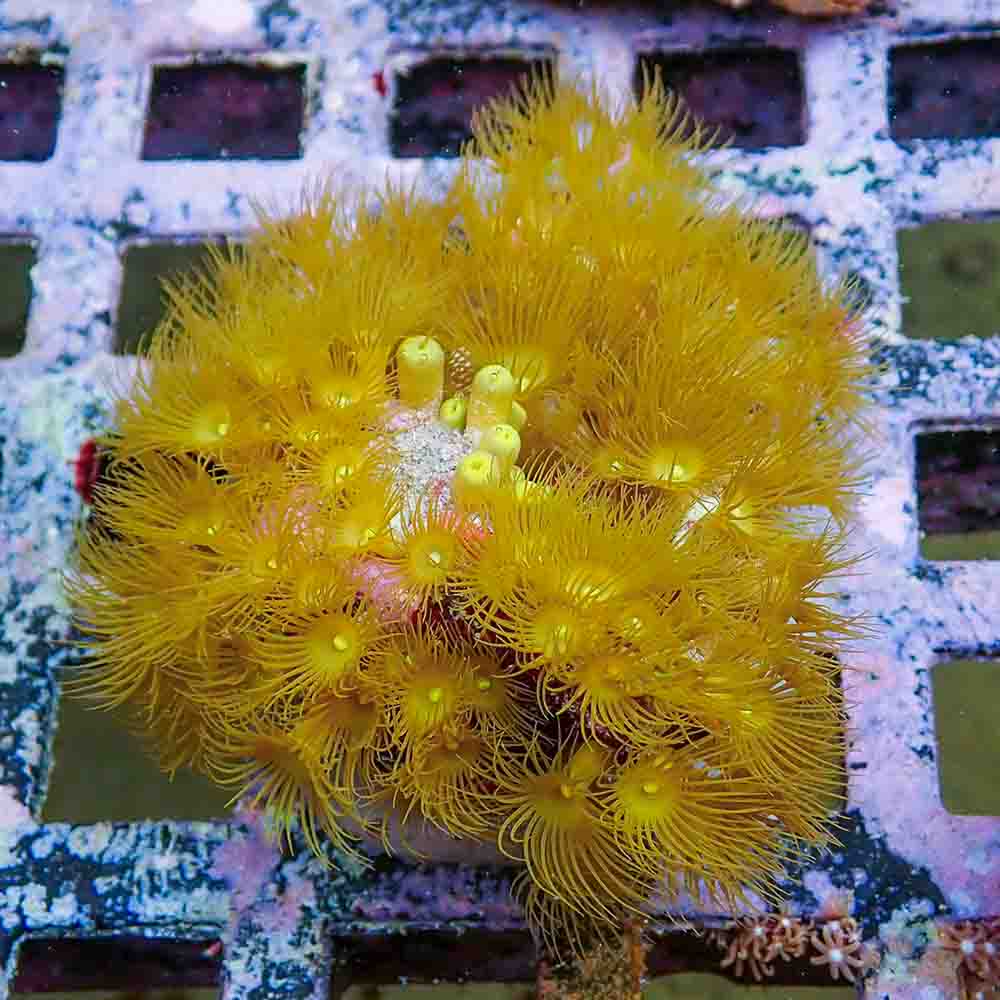Polyps Colonial Yellow (M)