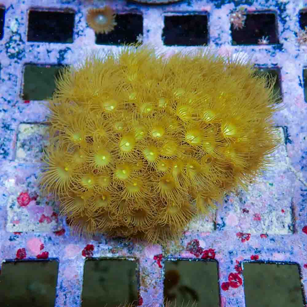 Polyps Colonial Yellow (M)