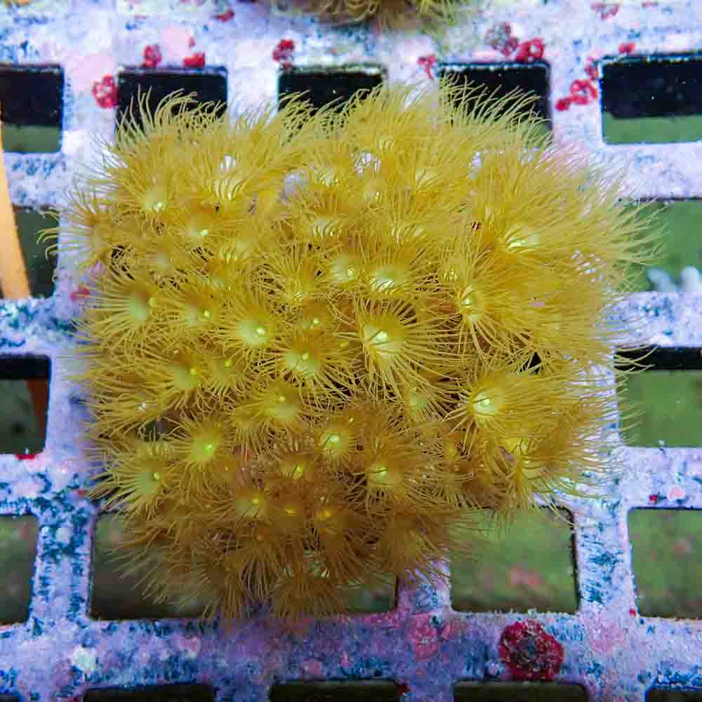 Polyps Colonial Yellow (M)