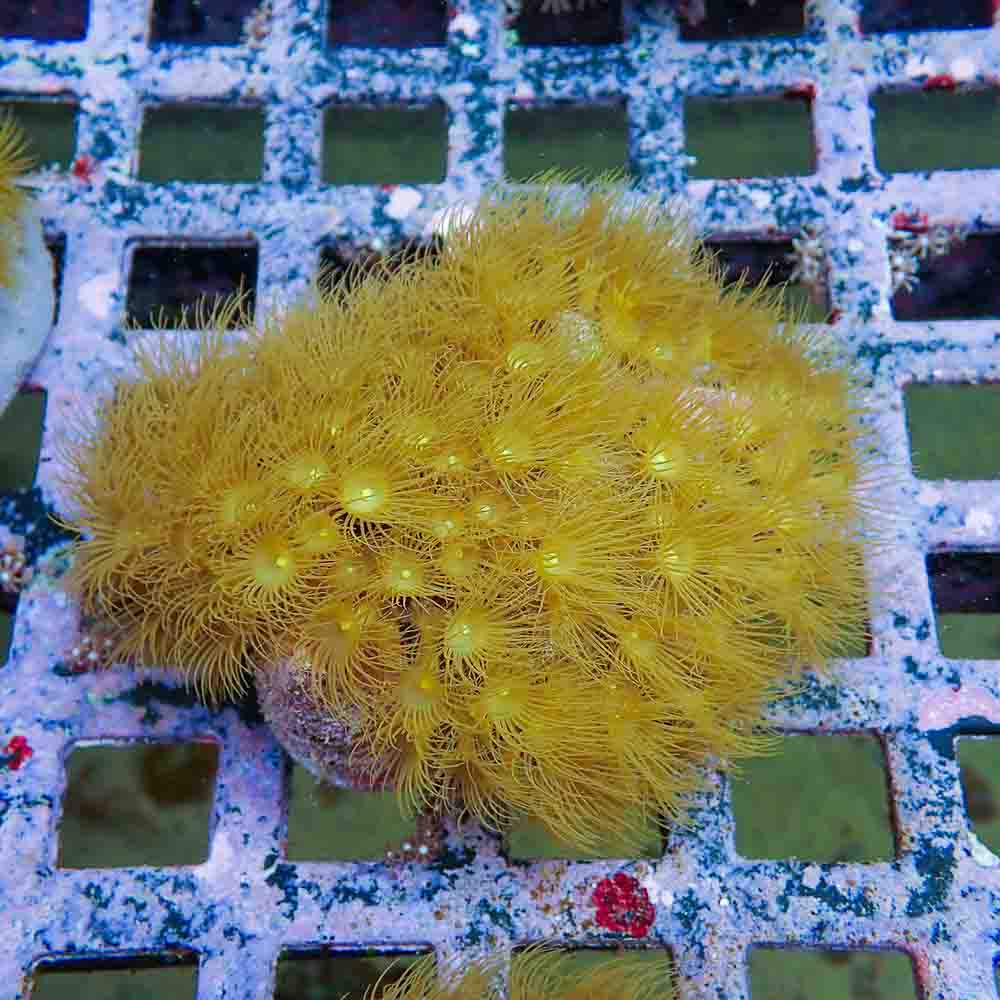 Polyps Colonial Yellow (M)