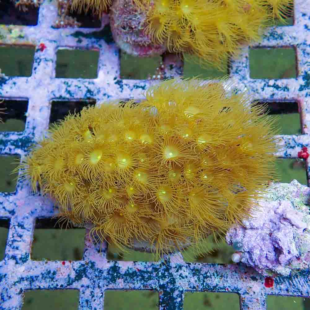 Polyps Colonial Yellow (M)