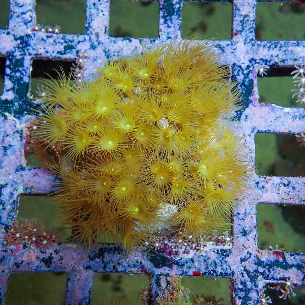 Polyps Colonial Yellow (M)