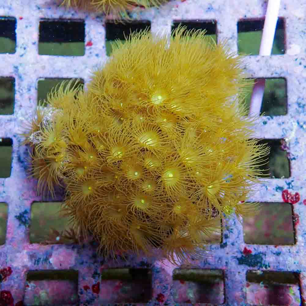 Polyps Colonial Yellow (M)