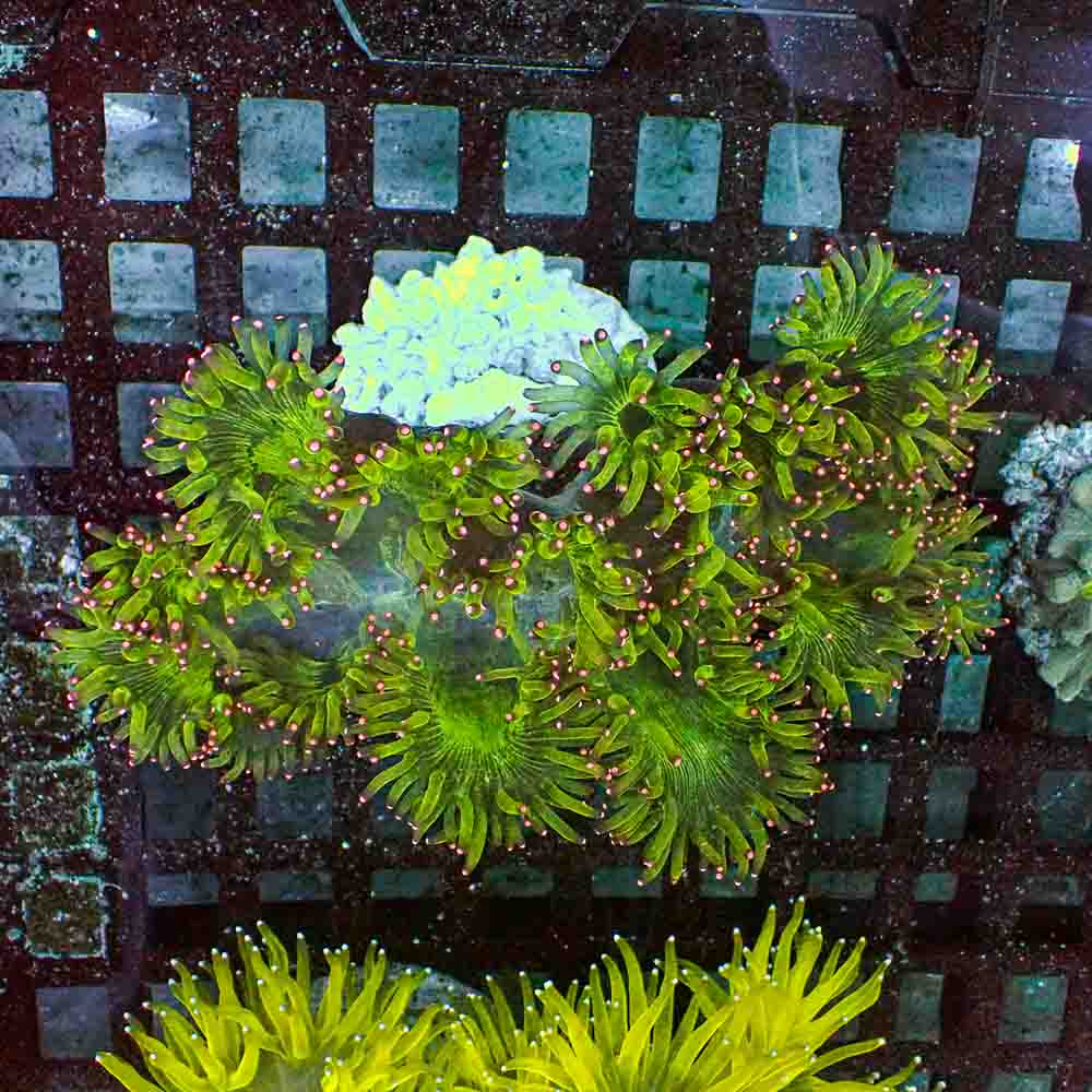 Elegance Coral (L)