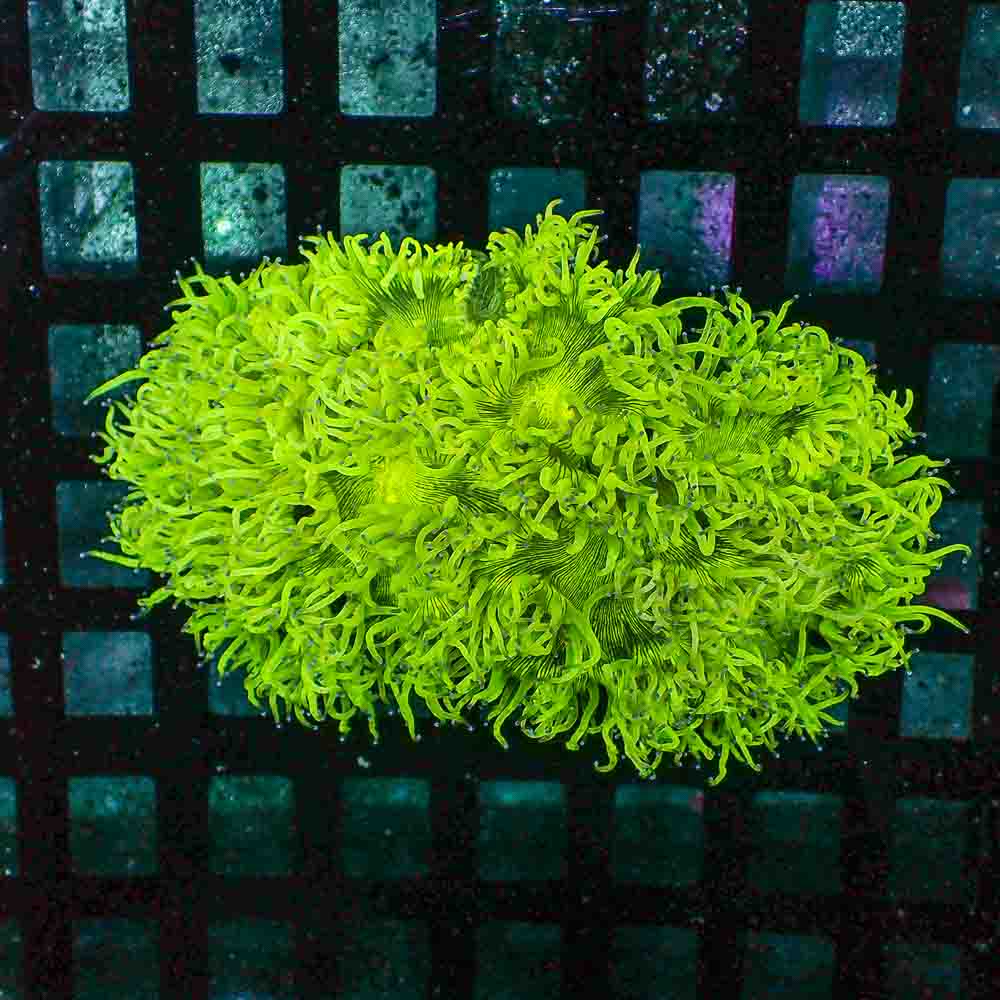 Elegance Coral (L)