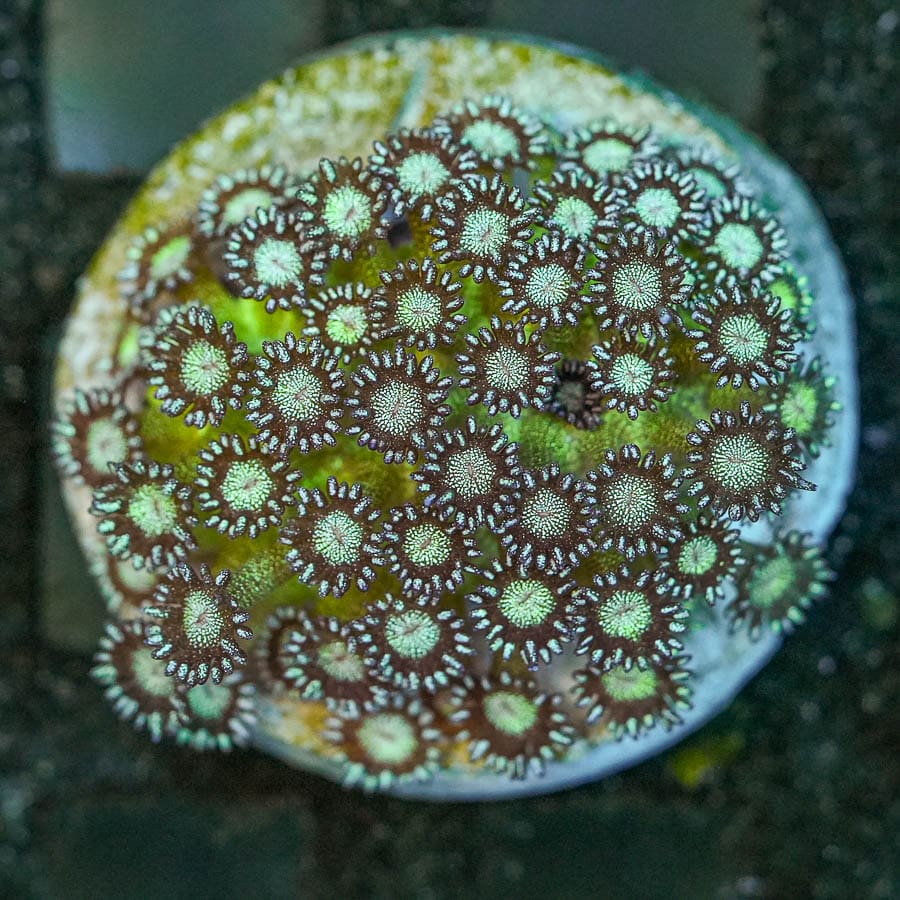 Glitter Bomb Holy Grail Goniopora Colony