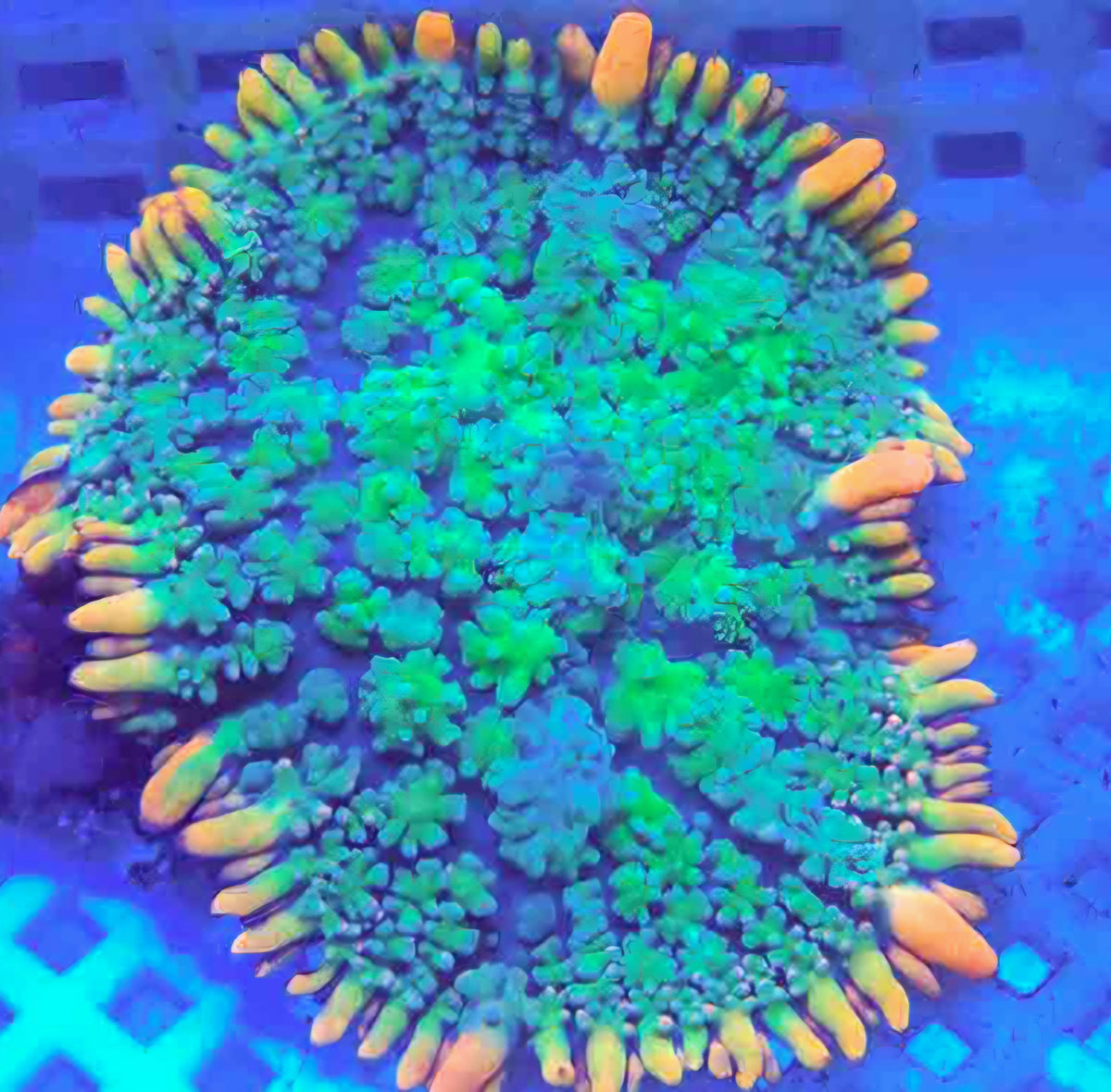 3" Frankenstein Bounce Mushroom