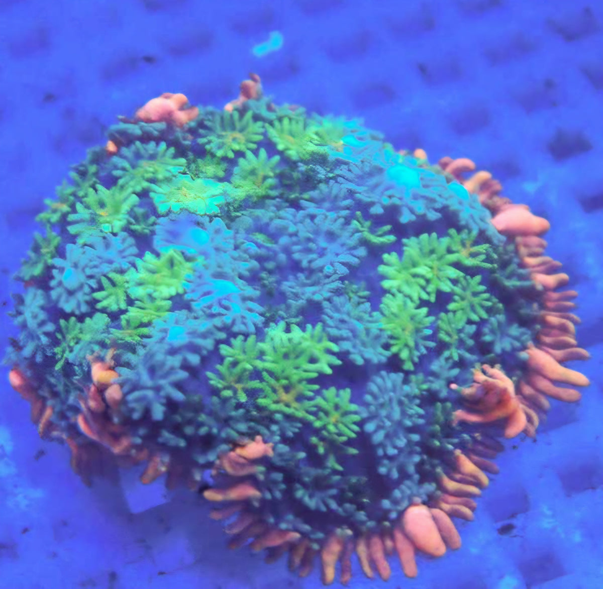 2.5" Frankenstein Bounce Mushroom