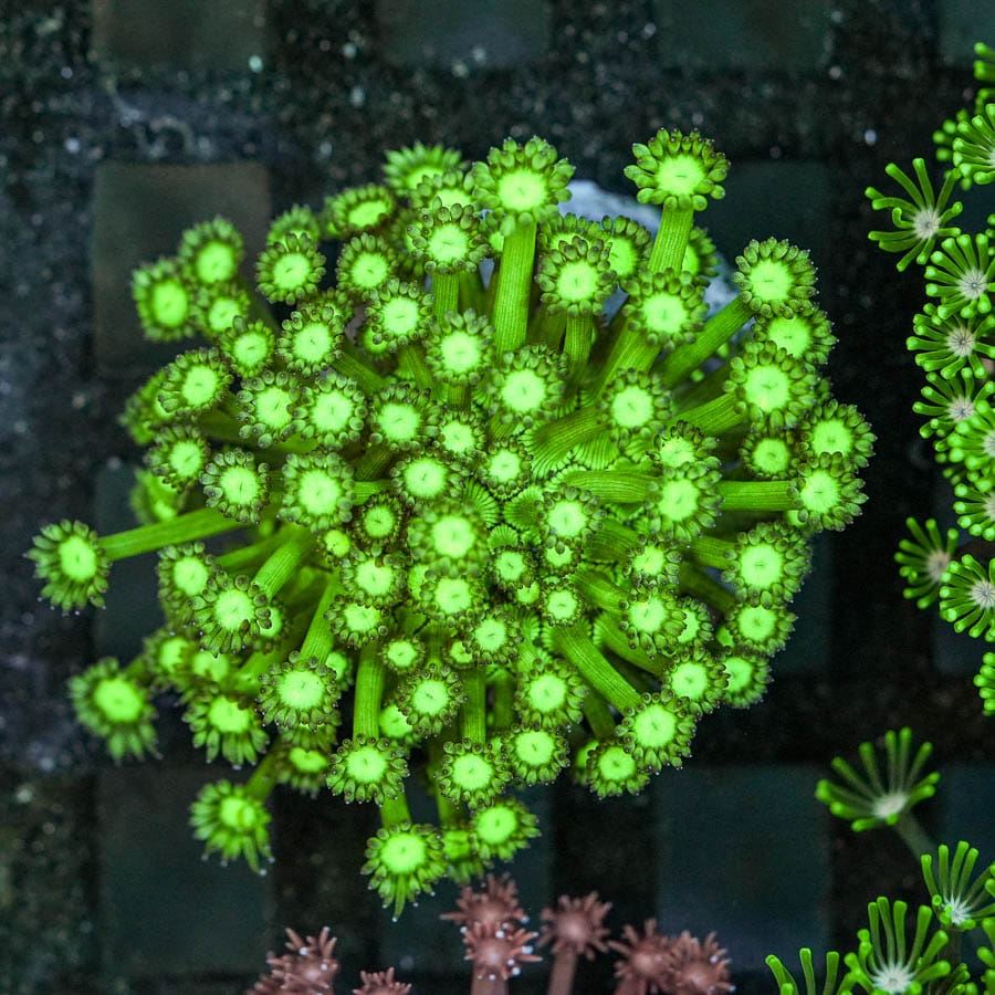 Soul Reaper Goniopora Colony