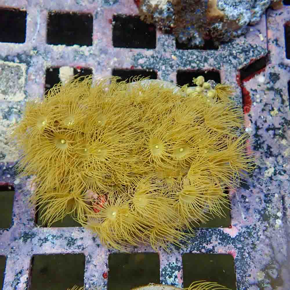 Polyps Colonial Yellow (M)