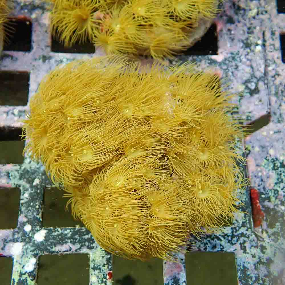 Polyps Colonial Yellow (M)
