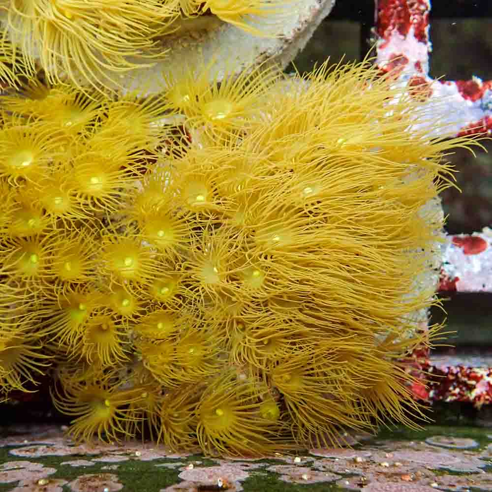 Polyps Colonial Yellow (M)