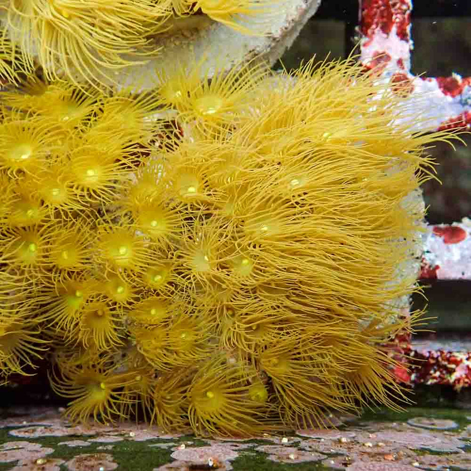Polyps Colonial Yellow (M)