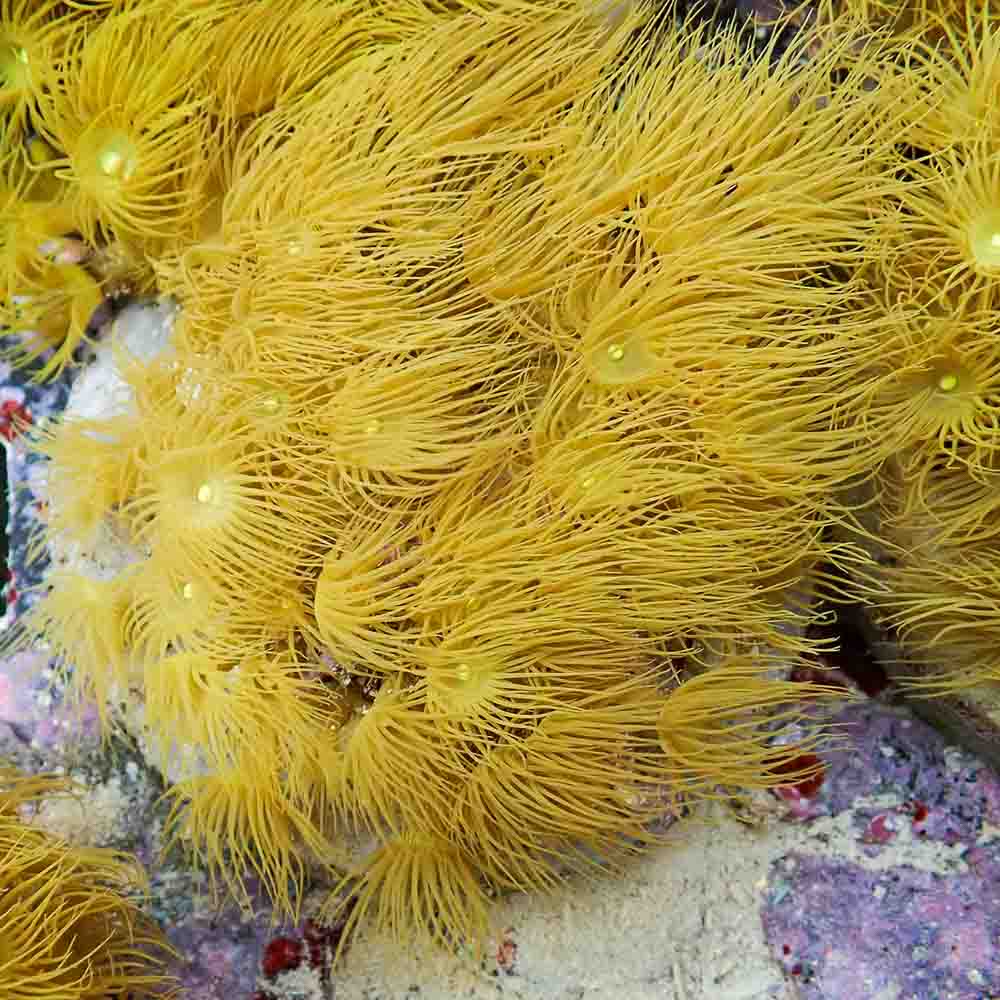 Polyps Colonial Yellow (M)