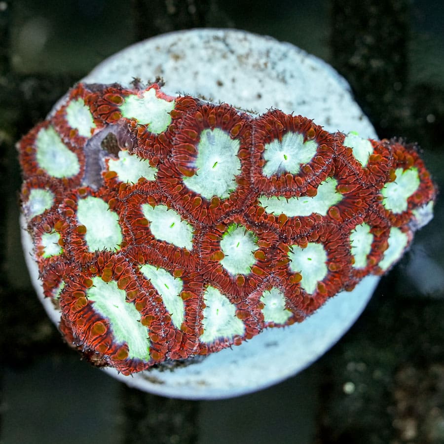 Ice Fire Indonesian Blasto Colony