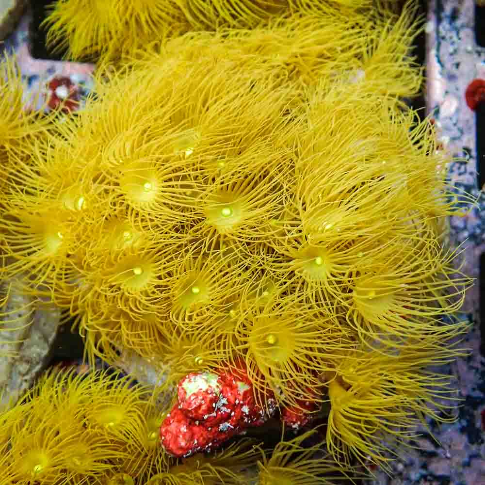Polyps Colonial Yellow (M)