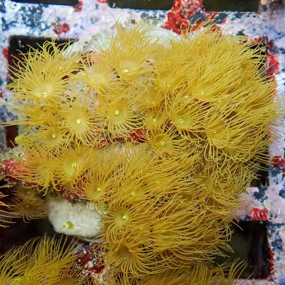 Polyps Colonial Yellow (M)