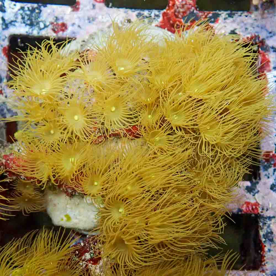 Polyps Colonial Yellow (M)