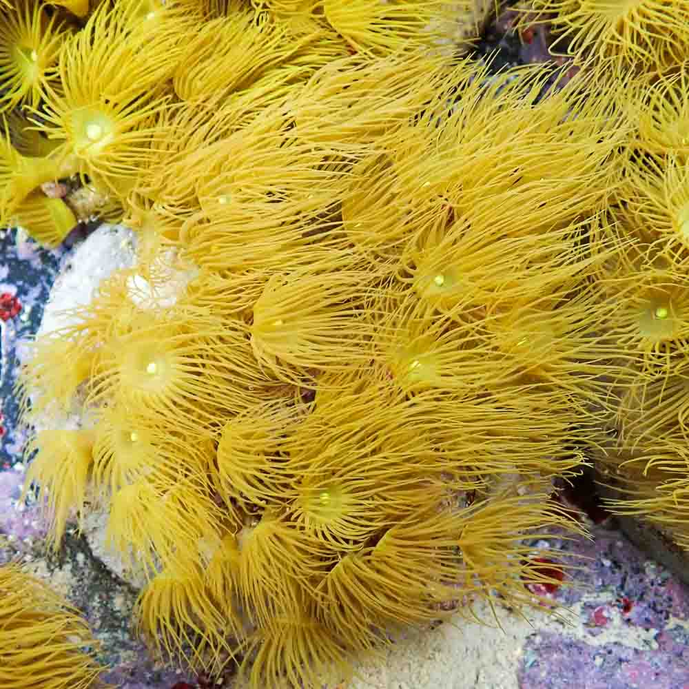 Polyps Colonial Yellow (M)