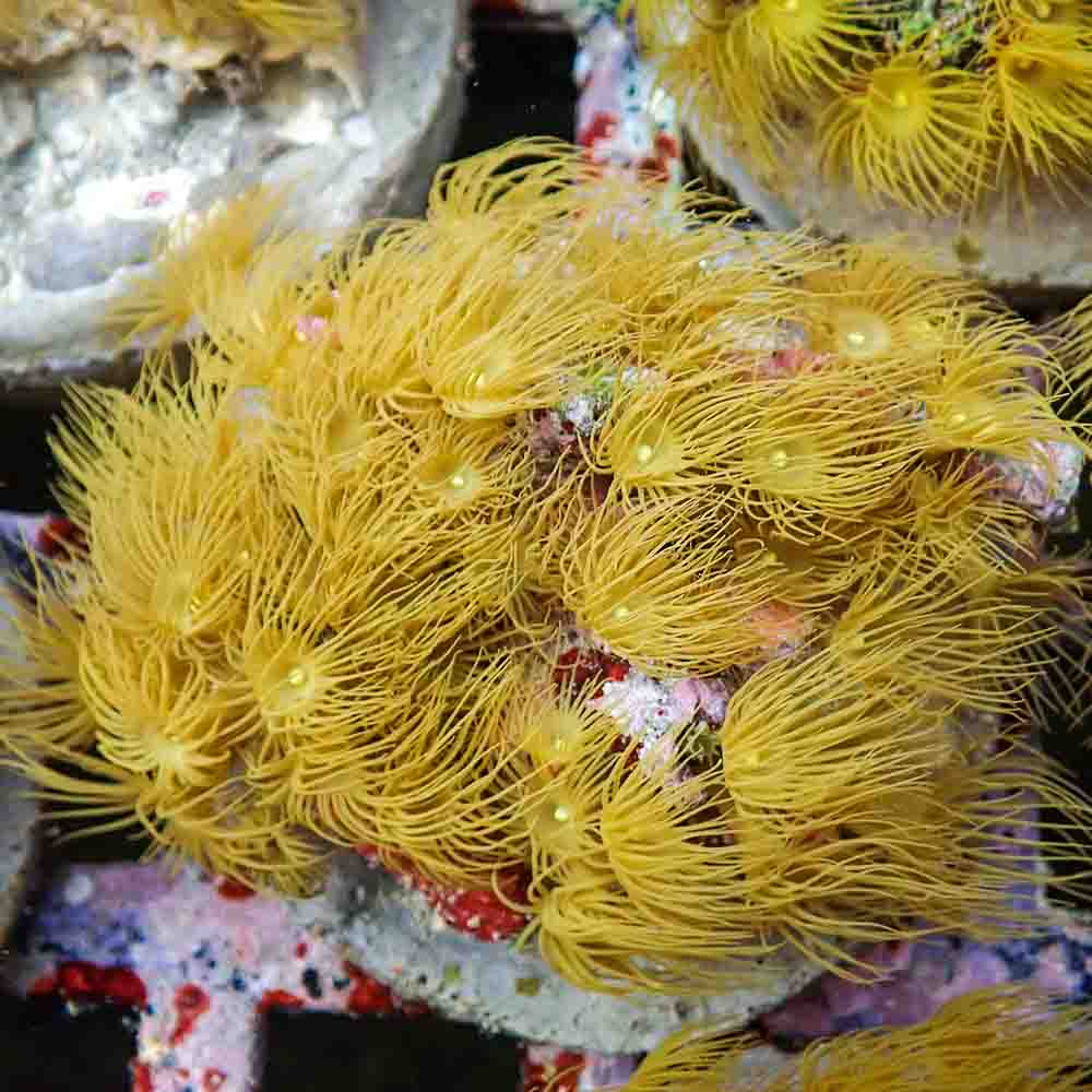 Polyps Colonial Yellow (M)