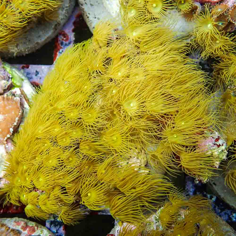 Polyps Colonial Yellow (M)