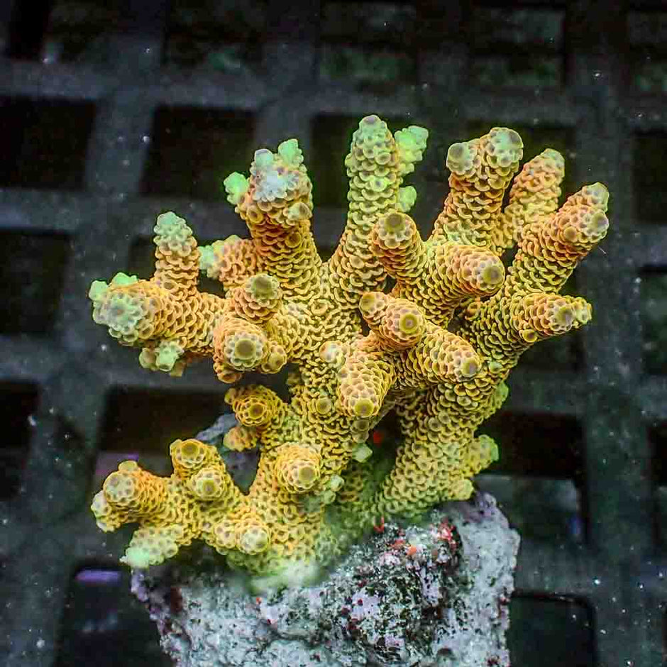 Sunset Yellow Acropora Millepora (M)